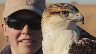 Ferruginous Hawk Falconry [upl. by Ailemor]