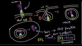 Corynebacterium diptheriae treatment [upl. by Aromas674]