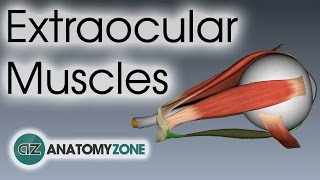 Extraocular Muscles  Eye Anatomy [upl. by Lesde499]