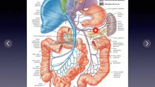 Anatomía de pared y vísceras abdominales irrigación e inervación [upl. by Nisay]