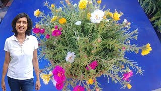 Bright portulaca flowers from seeds with updates [upl. by Eendyc941]