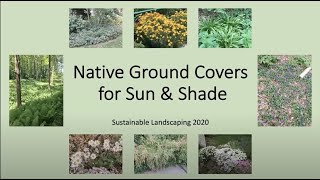 Native Ground Covers for Sun and Shade 2020 [upl. by Chaiken944]