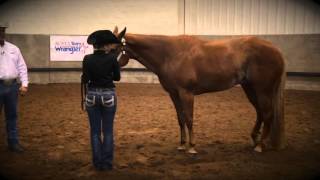 Showmanship SetUp Tips [upl. by Launcelot]