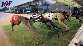 Australian racing greyhounds  Dog race [upl. by Reiner]