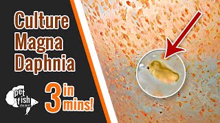 How to culture DAPHNIA MAGNA  The easy way [upl. by Eignat729]