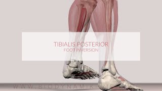 Tibialis Posterior Muscle Function Foot Inversion [upl. by Oba]