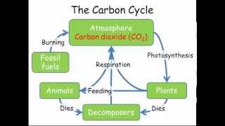 Carbon amp Nitrogen Cycles GCSE Combined Science Biology [upl. by Aisayn]