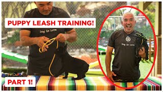 How To Leash Train Your Puppy Dog Tips [upl. by Lacym]