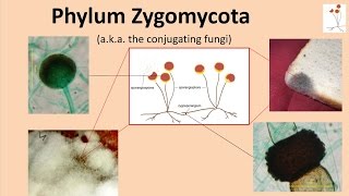 Zygomycota [upl. by Anoynek]