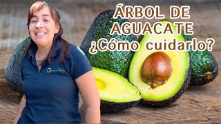 ÁRBOL DE AGUACATE Cuidados para mejores frutos✨ [upl. by Iaoh627]