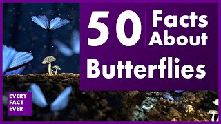 50 Facts About Butterflies  Every Fact Ever [upl. by Pollerd]