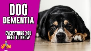 Canine Dementia everything you need to know about senility in dogs [upl. by Nolava]