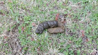 4 Best Ways to Dispose of Dog Poop [upl. by Reave644]