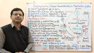 Diabetes Mellitus Part10 Mechanism of Action of Sulfonylurease  Antidiabetic Drugs  Diabetes [upl. by Fritzsche937]