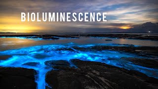 Incredible Bioluminescence in Australia [upl. by Aticnemrac]