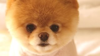 Top 10 Adorable Lap Dogs [upl. by Hadden]