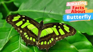 10 Amazing Facts About Butterflies [upl. by Esnofla]