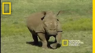 Saving the Black Rhino  National Geographic [upl. by Sihonn]