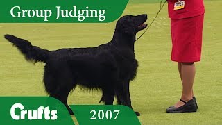 Flat Coated Retriever wins Gundog Group Judging at Crufts 2007 [upl. by Inihor]