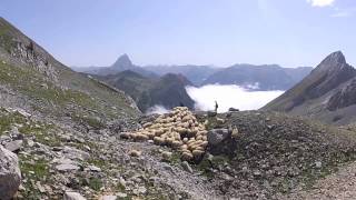 Transhumance en Ossau [upl. by Bruckner263]