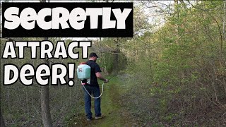 Learn How To Attract Deer To Small Properties Fast [upl. by Pinkham]