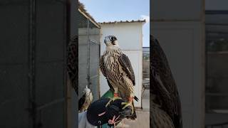 Title Training My Falcon in the Desert  Falconry in Action [upl. by Mian]