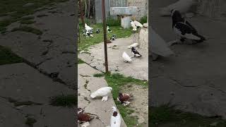 Pigeons Pellumba Fier Albania [upl. by Ora]