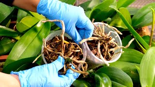 Orchids rescue Reviving very sick orchids [upl. by Noroj]