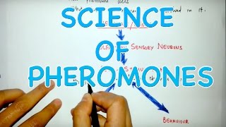 Action Mechanism of Pheromones [upl. by Ajdan]