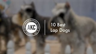 10 Popular Lap Dogs [upl. by Shanahan]