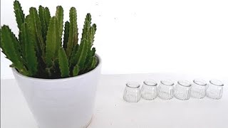 How to Grow Stapelia Succulent Plants from Cuttings in Water Stapelia Hirsuta Propagation [upl. by Aicel]