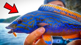 FISHING AQUARIUM FISH IN SWEDISH SEA  Team Galant [upl. by Htevi113]