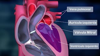 El CORAZÓN HUMANO partes aurículas ventrículos válvulas funciones anatomía [upl. by Connelley832]