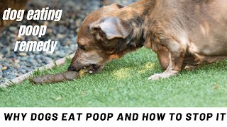 Golden Retriever Eating Human Poop on Walks  ask me anything  Dog Training [upl. by Sansen124]