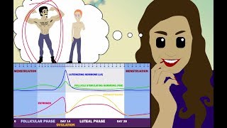 How Hormone Changes Affect Womens Choice of Mate [upl. by Nylanna700]