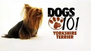 Dogs 101  Yorkshire Terrier [upl. by Eiggam948]