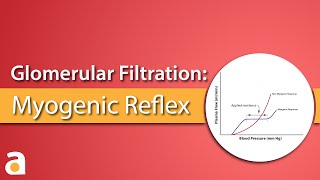 Glomerular Filtration Myogenic Reflex Autoregulation [upl. by Oniotna271]