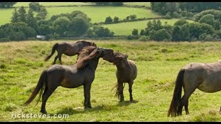 Dartmoor England Wild Horses and Stone Circles [upl. by Ximenes316]