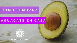 Cómo Sembrar Aguacate En Maceta 2023 huerto en casamanos de tierra [upl. by Elleraj610]