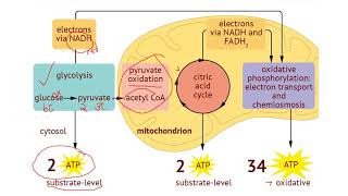 IB Biology 82 Cell Respiration [upl. by Matti]