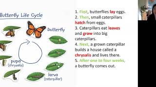 Describe the life cycle of a butterfly  Eduling International Academy [upl. by Jarlathus]