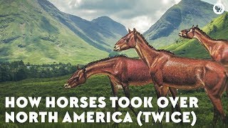 How Horses Took Over North America Twice [upl. by Hatfield]