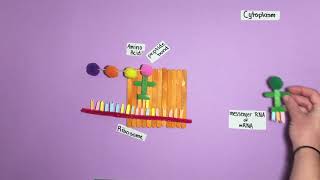 Polypeptide Synthesis Model [upl. by Romeyn]