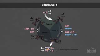 Photosynthesis Part 6 Calvin Cycle  HHMI BioInteractive Video [upl. by Eido]