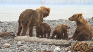 Alaskas Great Kodiak Bears  Ayakulik Adventures [upl. by Keating788]