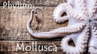 Phylum Mollusca Snails Clams and Octopuses [upl. by Waddington950]