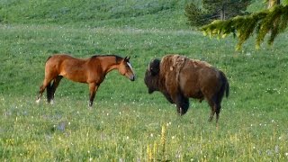 Bison meets horses Part 2 Nose touch [upl. by Ettegroeg48]