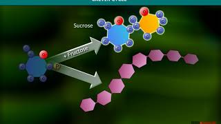 Calvin Cycle  Carboxylation [upl. by Nylecaj]