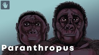 Paranthropus Evolution [upl. by Akeinahs]