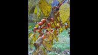 quotszukisquot American persimmon  Diospyros virginiana [upl. by Peirsen803]